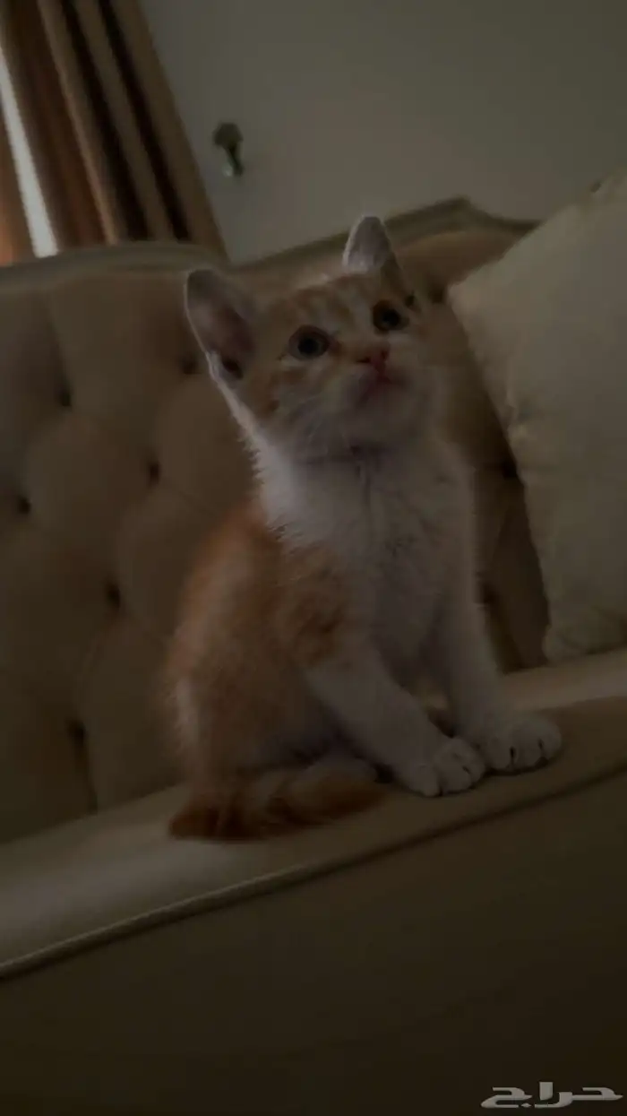 قط كيتين بلدي للتبني منقذ 2