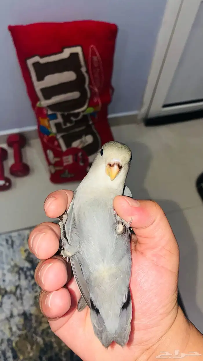 للبيع بغباء روز هدد نشبه بلون مميز لمحبين الهدد 0