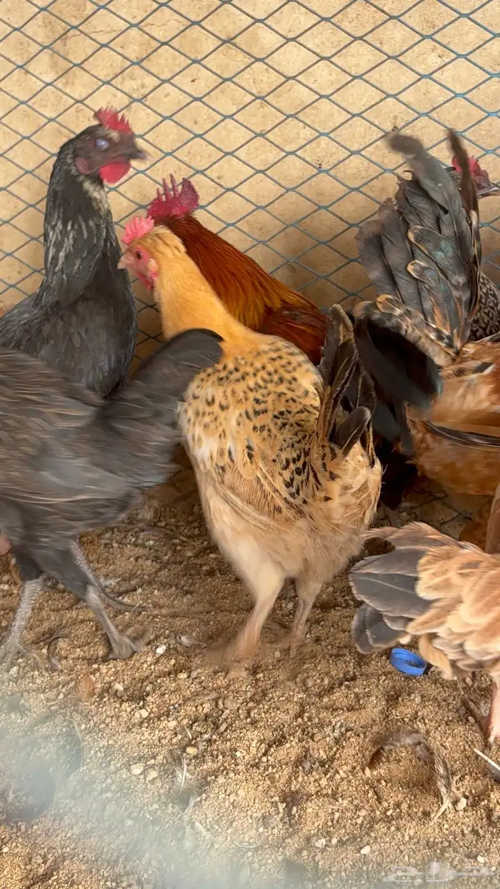 دجاج بياض بلدي اصيل 15