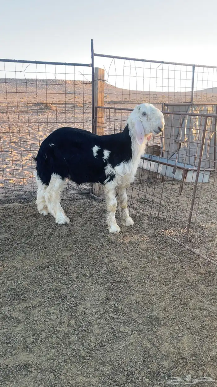 خروف نجدي صنف مشروع فحل 12