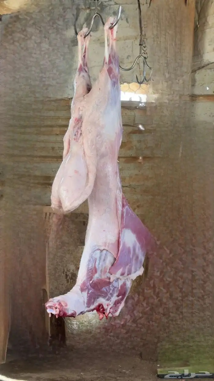 ذبايح ذبيحه حري تيوس نعيمي يوجد تمارا 3