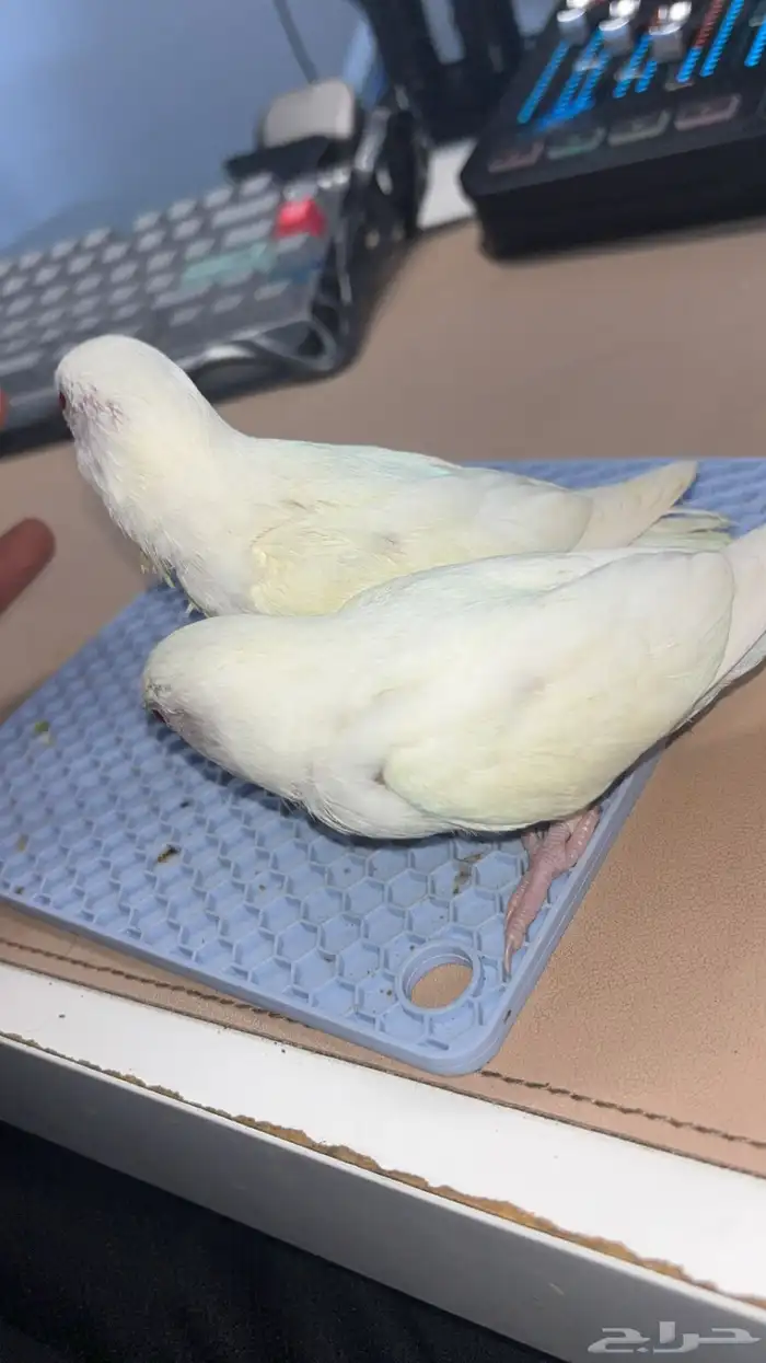 جوز روز البينو منتج 1