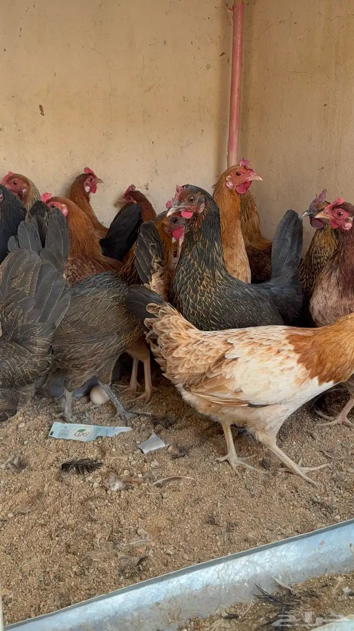 دجاج بياض بلدي اصيل 43