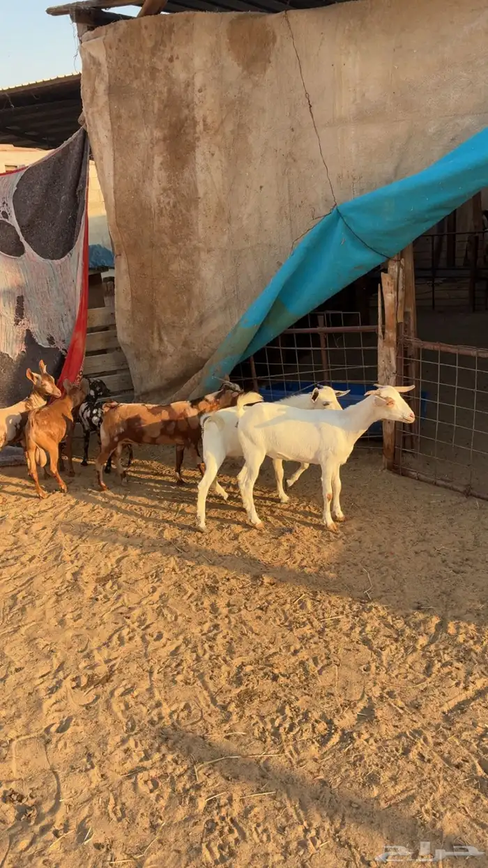 تيوس وجفره 0