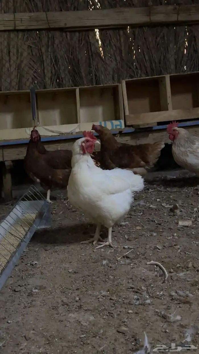 لوهمان براون اصل 1