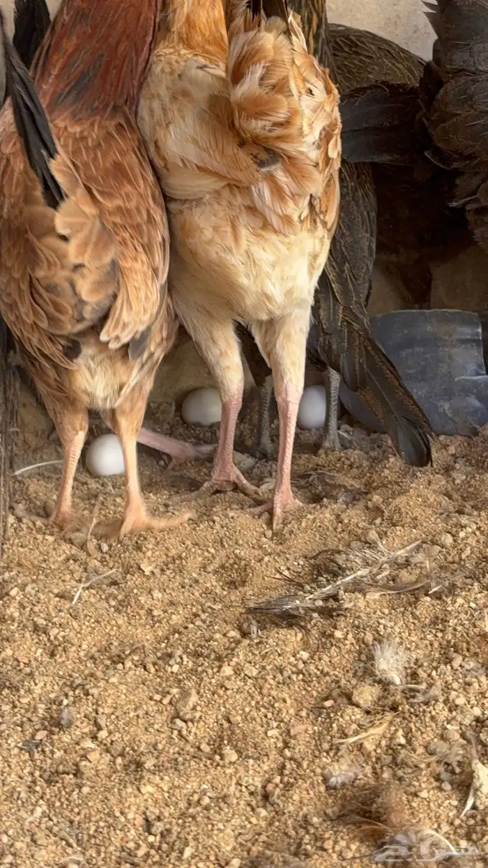 دجاج بياض بلدي اصيل 21