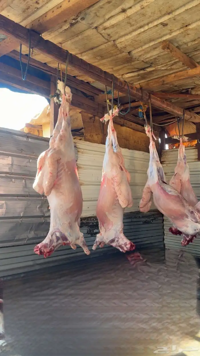 ذبايح ذبيحه حري تيوس نعيمي يوجد تمارا 4