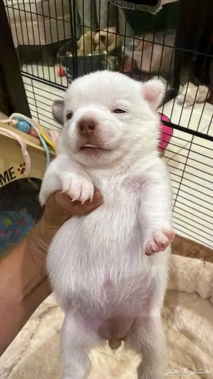 شيواوا بومرانين للبيع تي كب بنت العمر 45 يوم 1