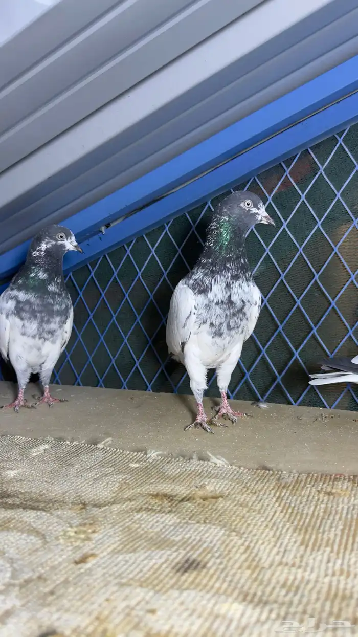 حمام باكستاني تيدي وفرده قولدن 5