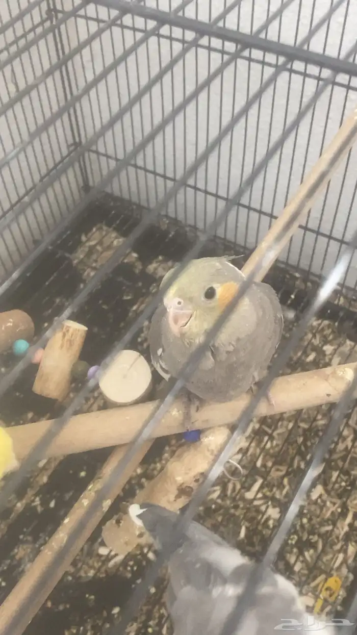 فرخ كروان انثى مفطومه 0