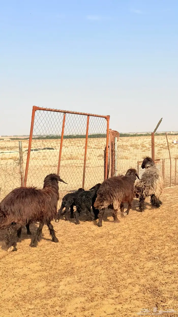 رغايث عرب طيبه 3