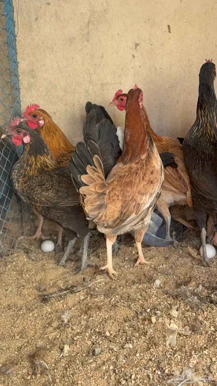 دجاج بياض بلدي اصيل 16