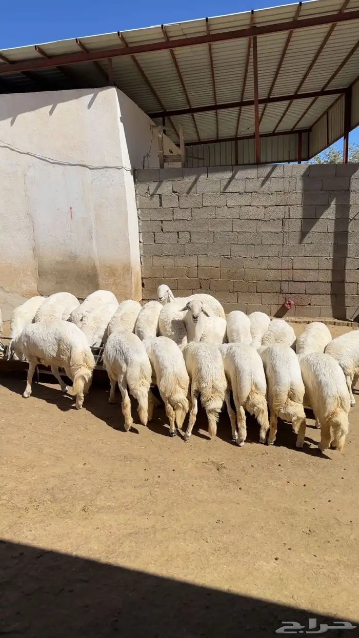 للبيع خرفان 0