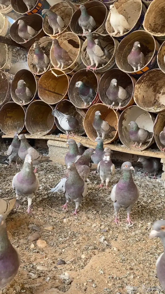 حمام متزاوج فرنسي سلفر 7