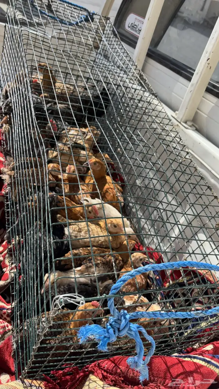 دجاج بلدي العمر 3 شهور السعر 10 1