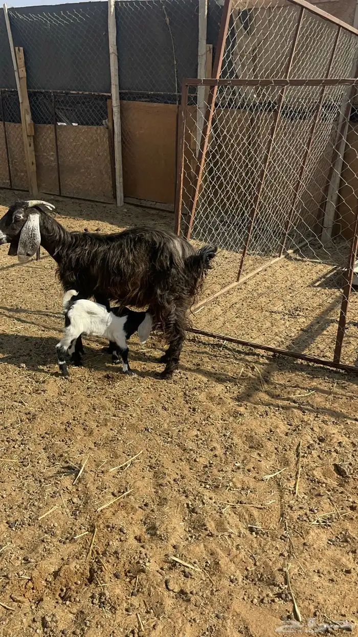 عنز معها جفره 2