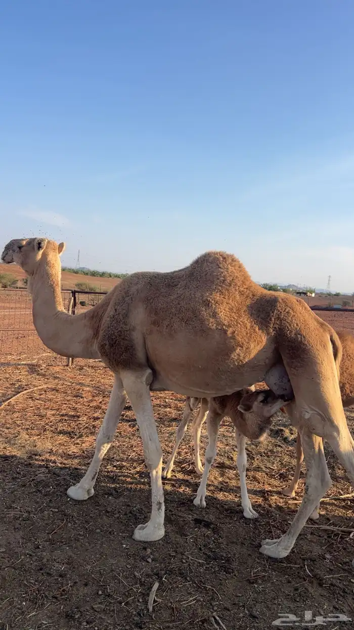 نياق خلفات مصاغير طياب شرط 2