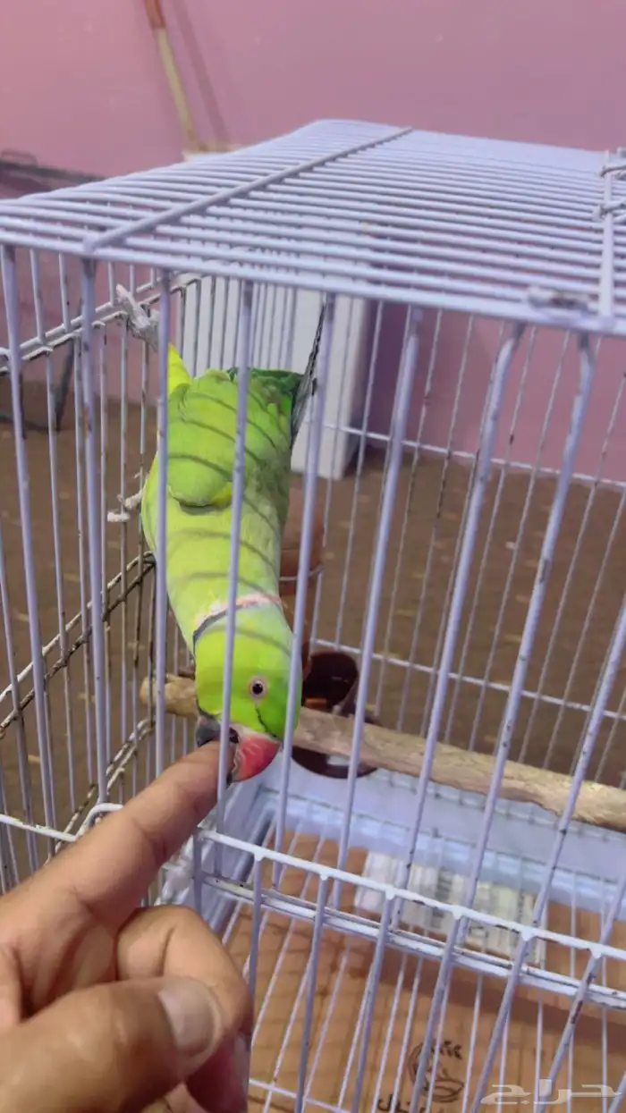 ببغاء دره ذكر 1