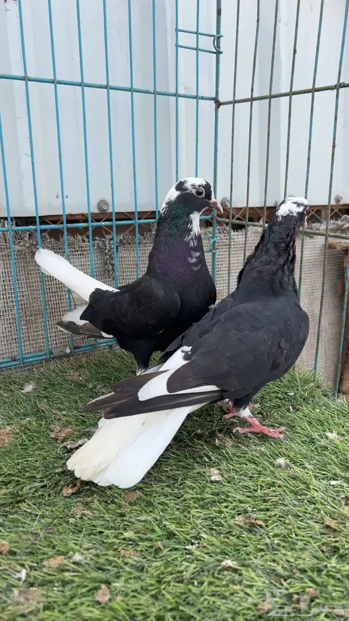 حمام قطيفي 2