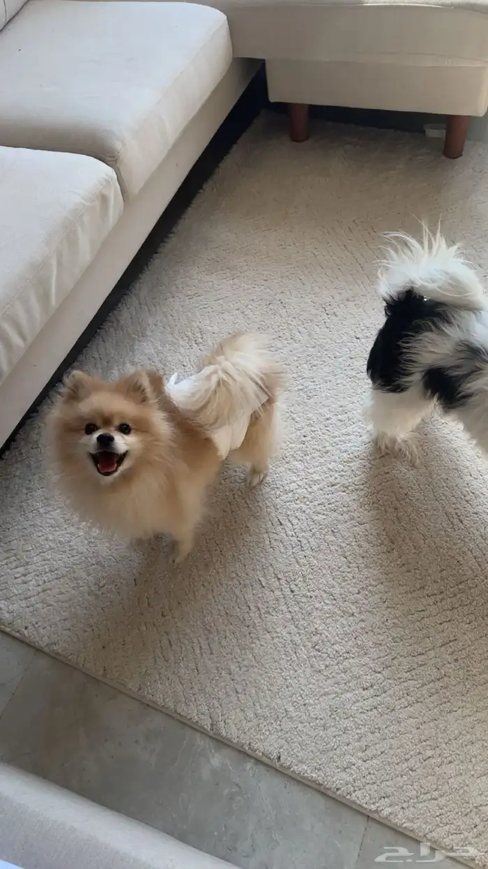 ذكر بوميرنيان تيدي فيس للبيع 0