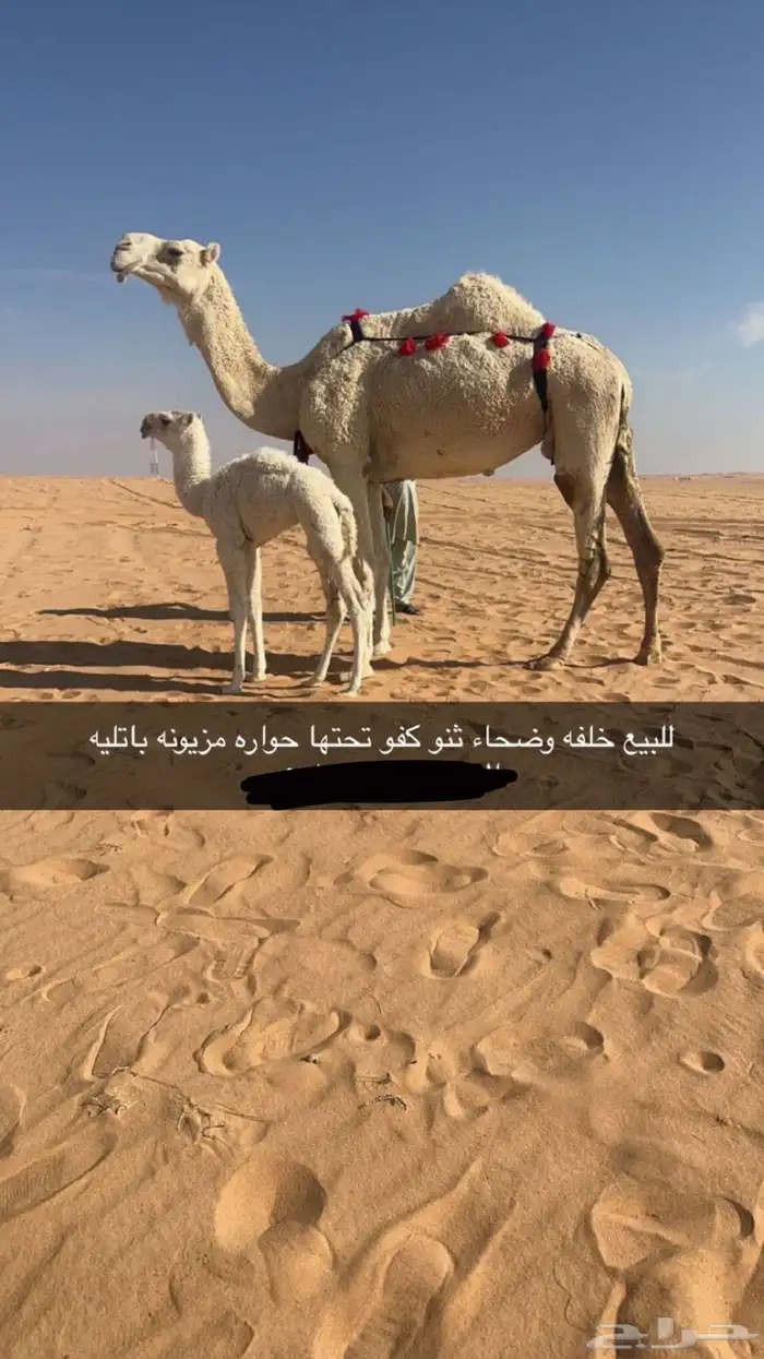 للبيع خلفات ابل الموقع غرب شقراء 3