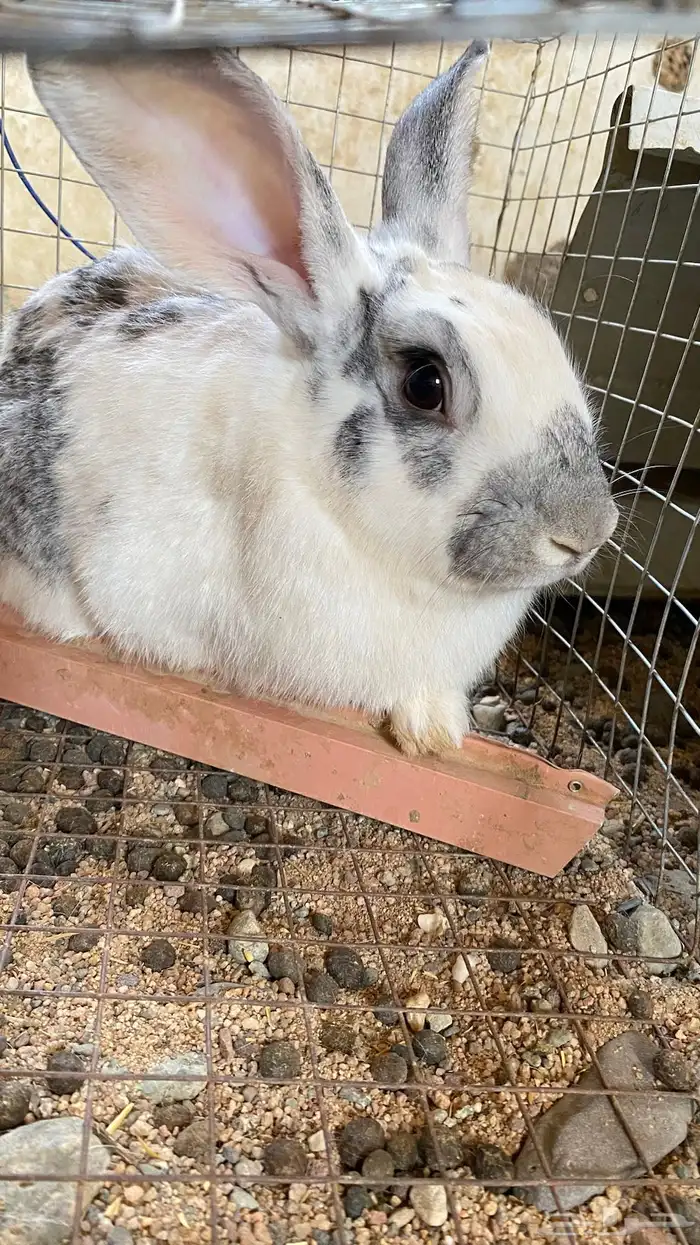 للبيع ذكور أرانب العدد 4 العمر سنه سليمه من جميع الأمراض 3