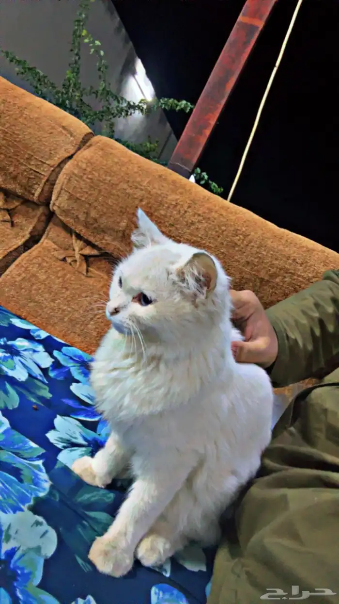 للبيع بسه شيرازيه اليفه اوراقها ضايعه تركوها اصحابها وسافرو 1