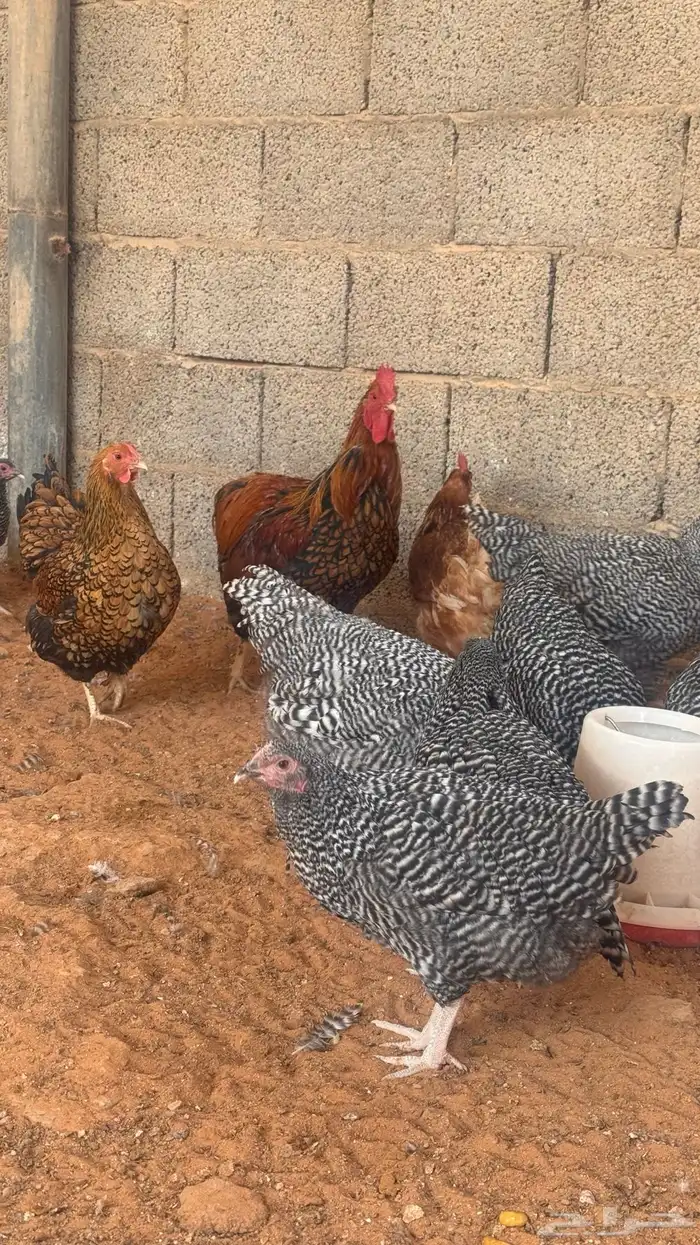 اطقم دجاج امروك 0