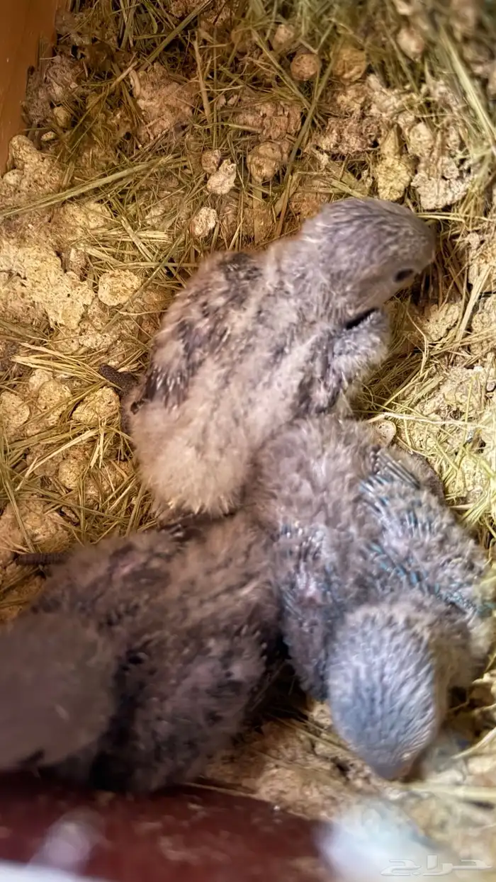 للبيع زوج روز مع انتاجة 0