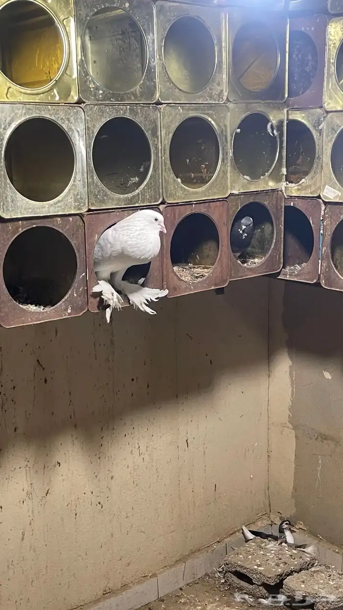 حمام نفاخ وقطايف 0