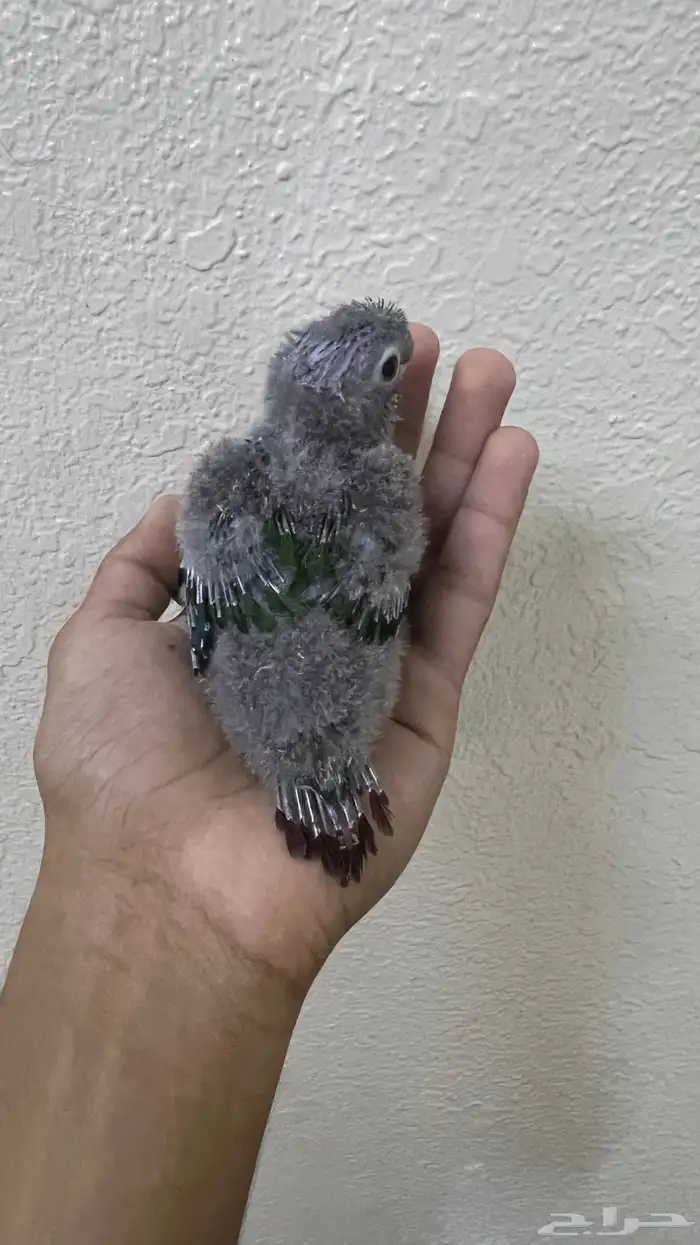 فرخ كنيور قرين شك 0