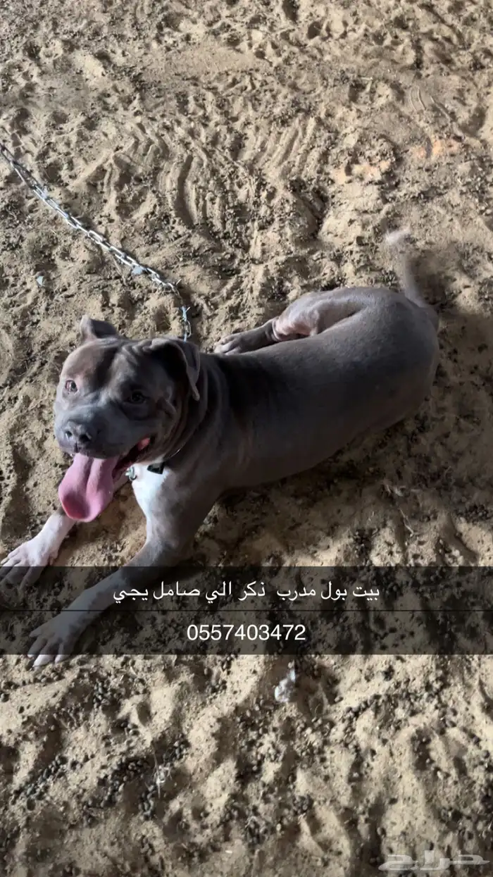 كلب بيتبول 0