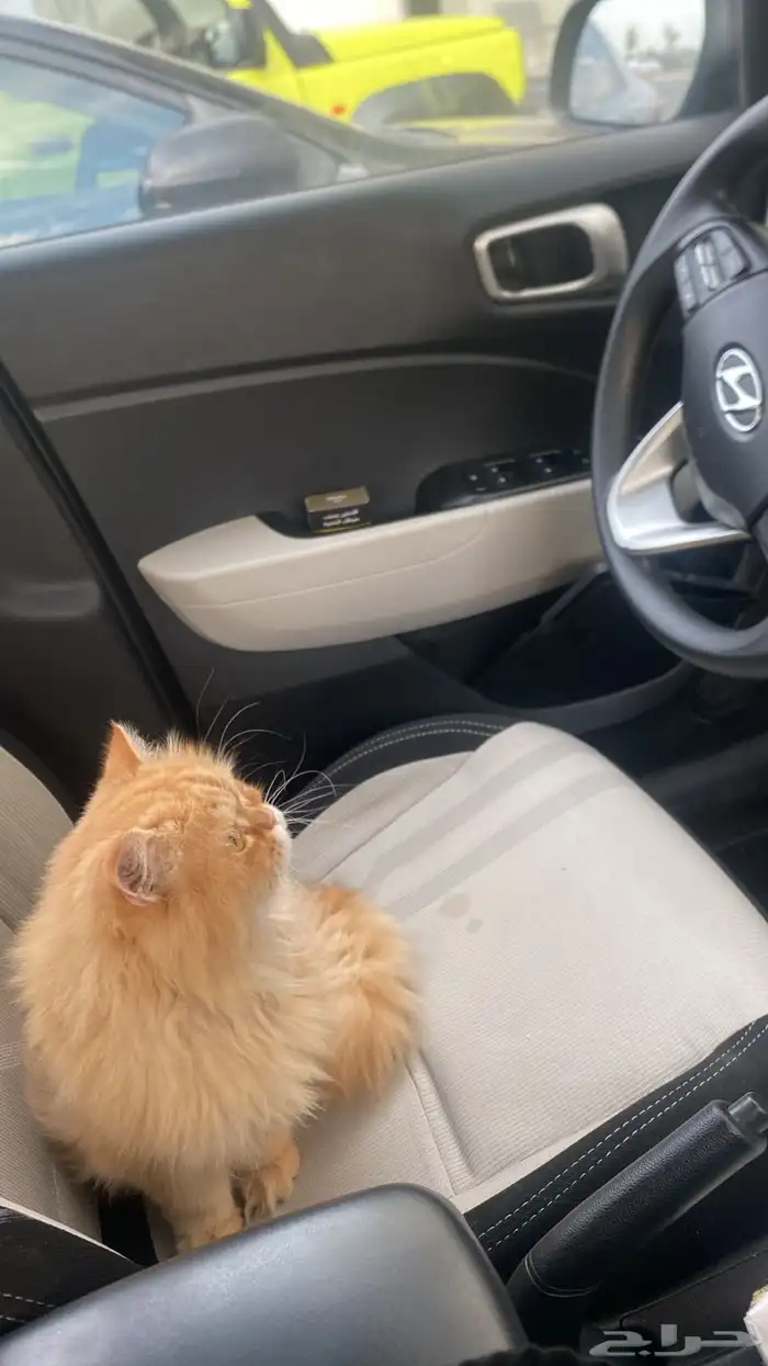 قط ذكر معقم للتبني معه كل اغراضه و تطعيماته 3