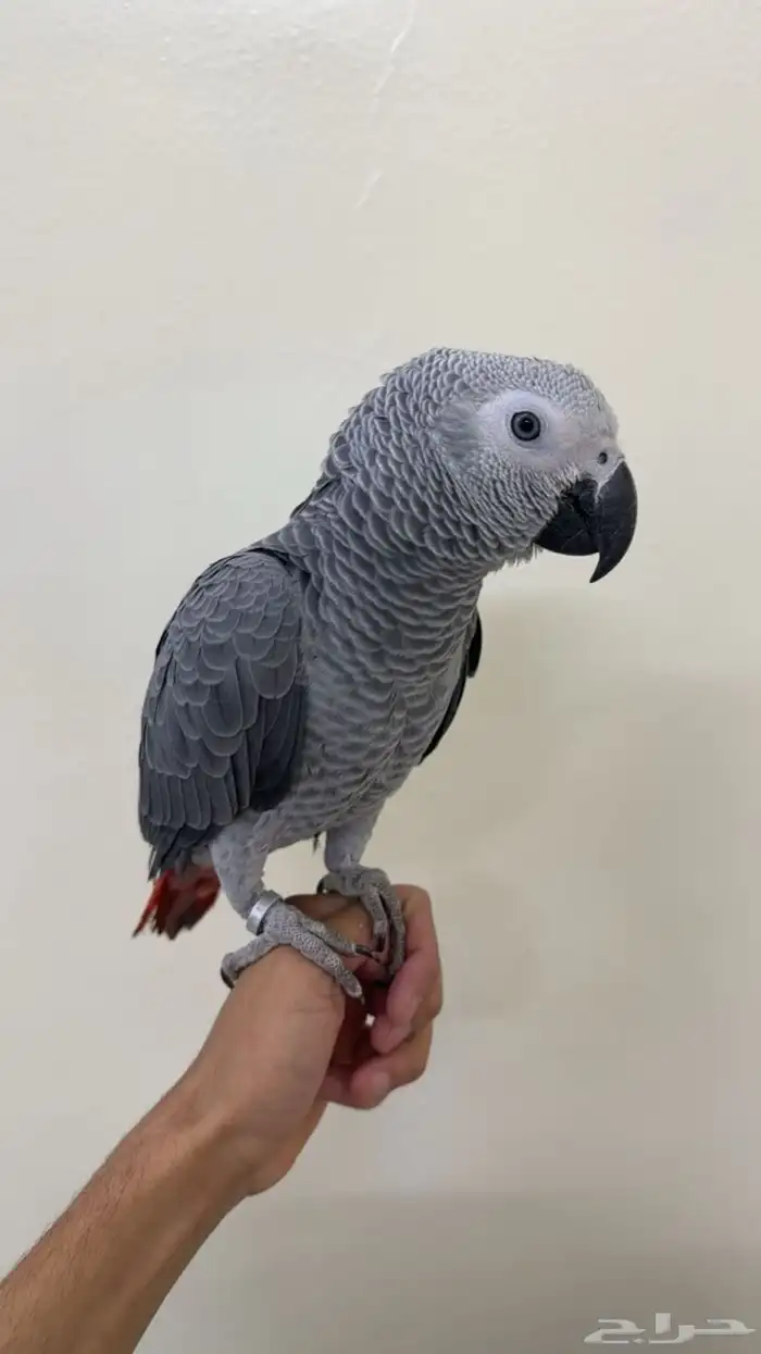 كاسكو اليف 3