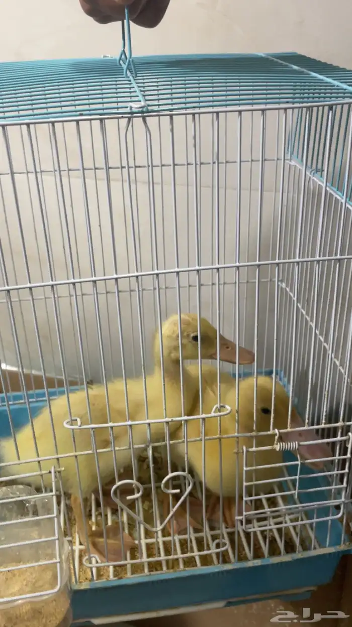 بطتين للتبني من يريدها يتواصل ع الرقم الموجود في حراج 1