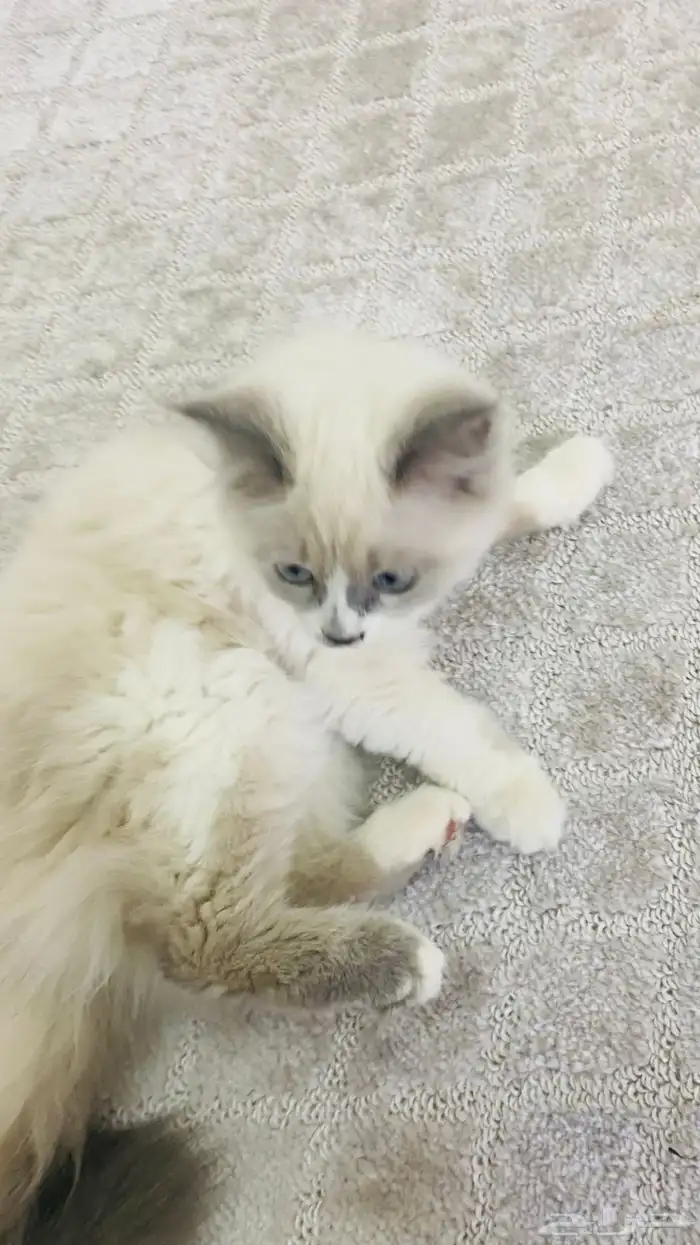 قطه أليفه صغيره 2