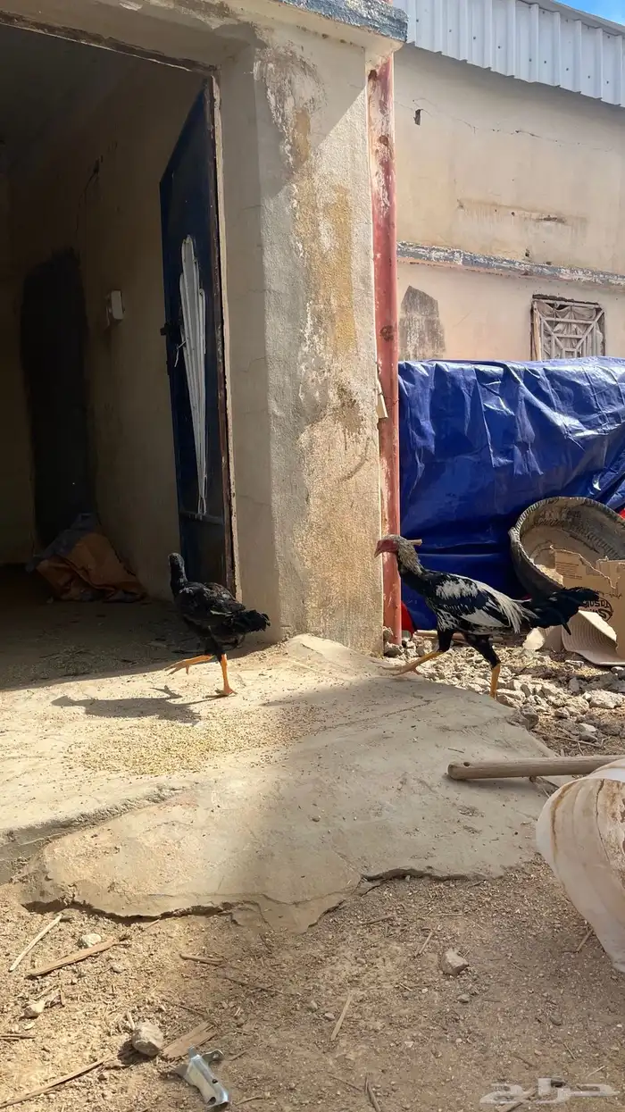 دجاج ديكه بكستاني 3