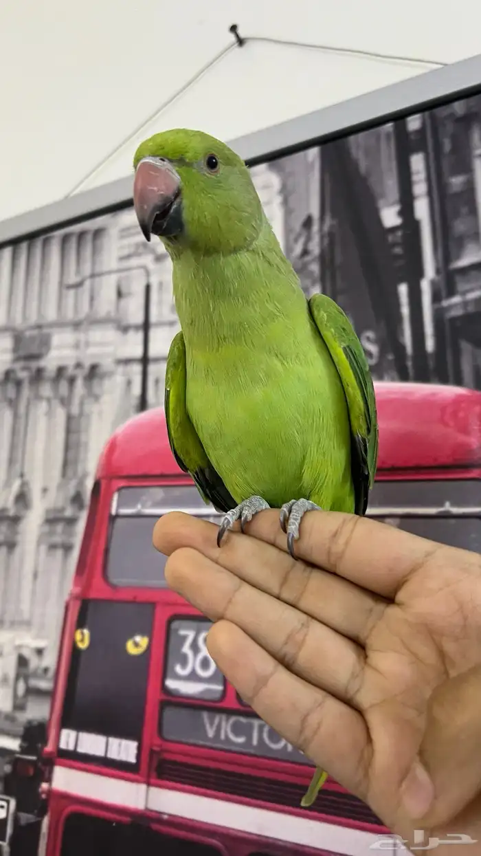 ببغاء دره هندي 2