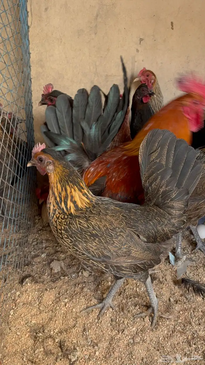 دجاج بياض بلدي اصيل 40