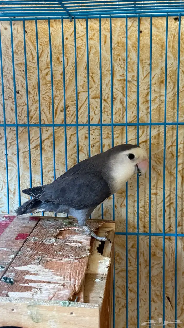 للبيع زوج روز مع انتاجة 4