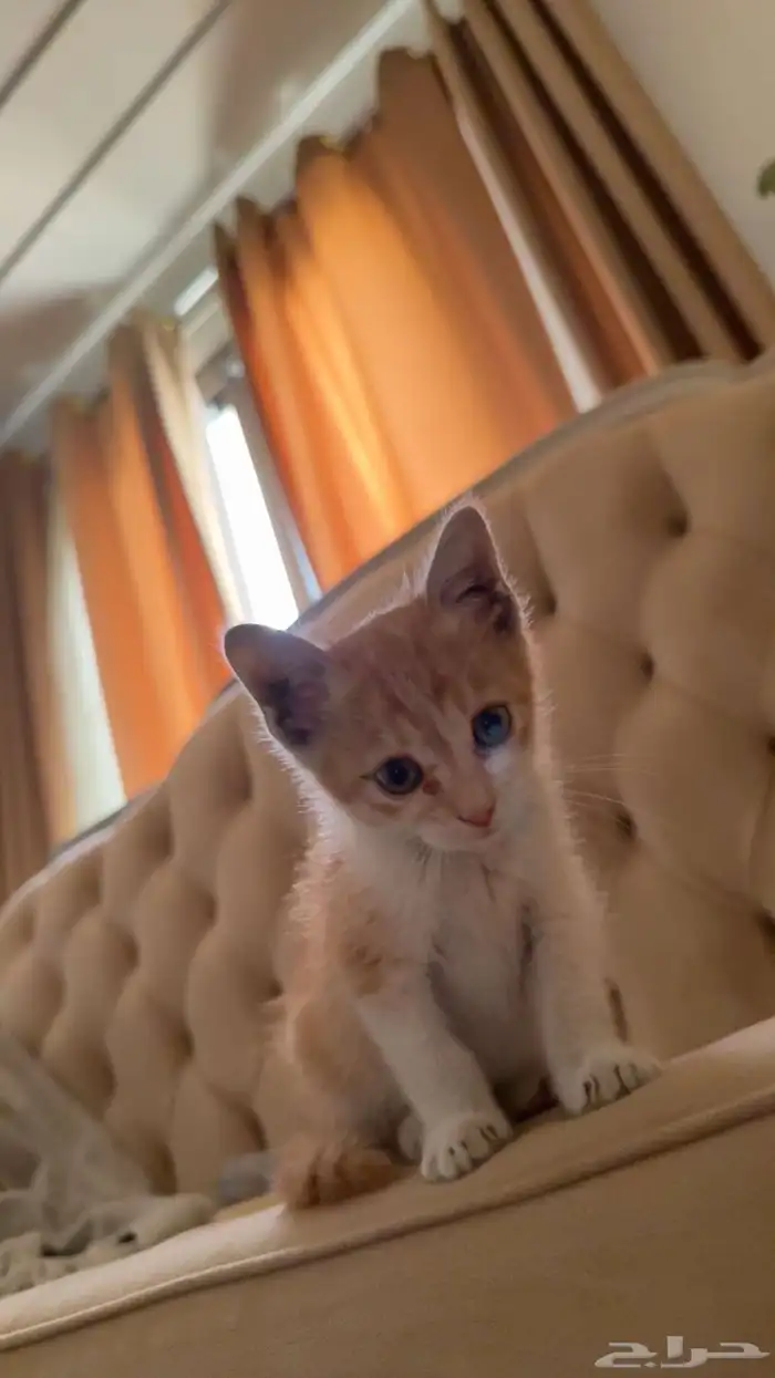 قط كيتين بلدي للتبني منقذ 3