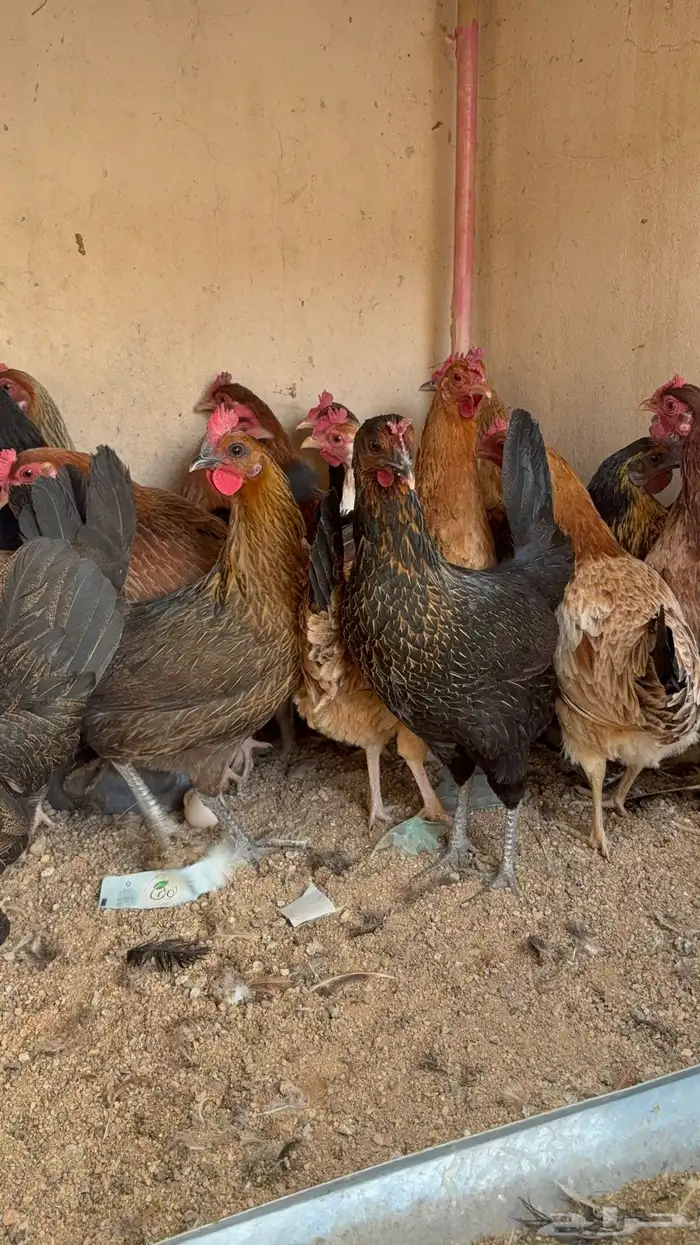 دجاج بياض بلدي اصيل 22