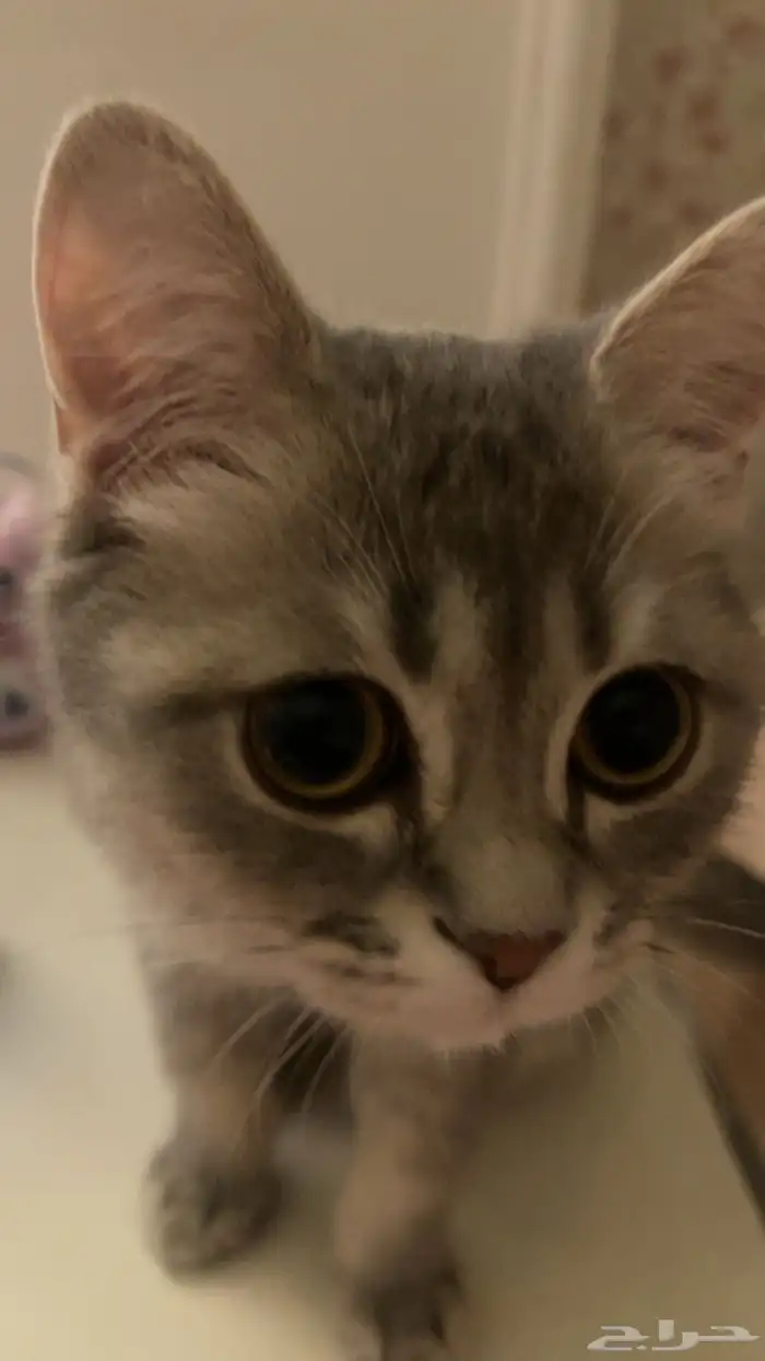 قط ذكر هجين سكوتش و شيرازي للبيع 4