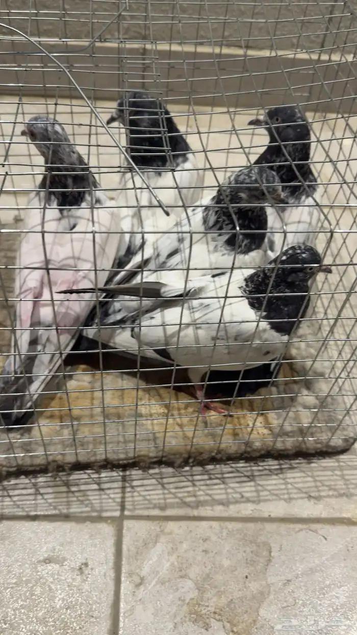 حمام باكستاني تيدي وفرده قولدن 9