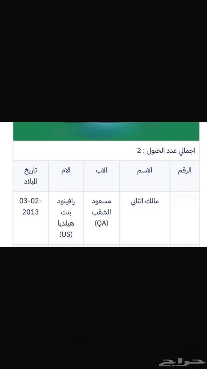 حصان عربي حفيد مروان الشقب 1