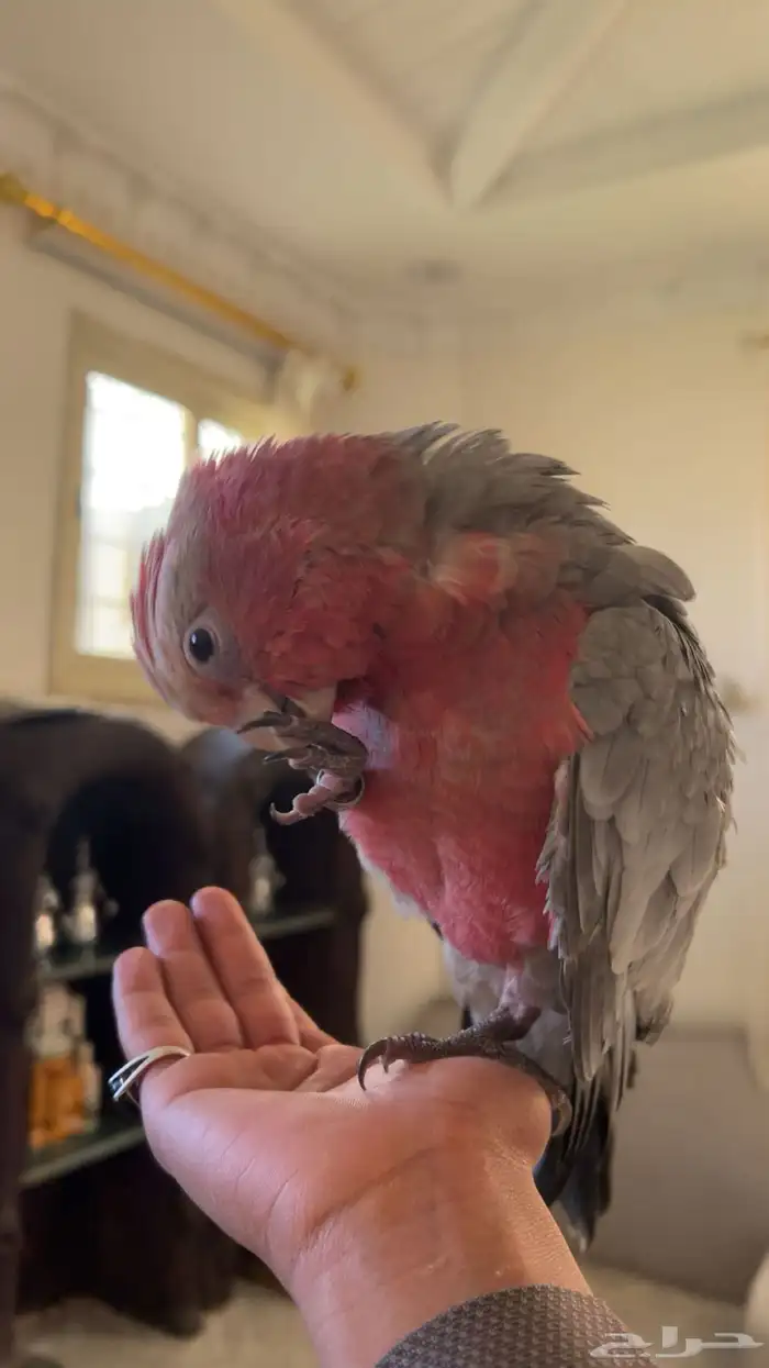 كوكاتو قالا 7