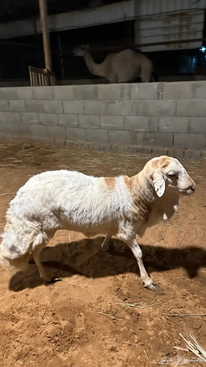 رفيدي للبيع 1