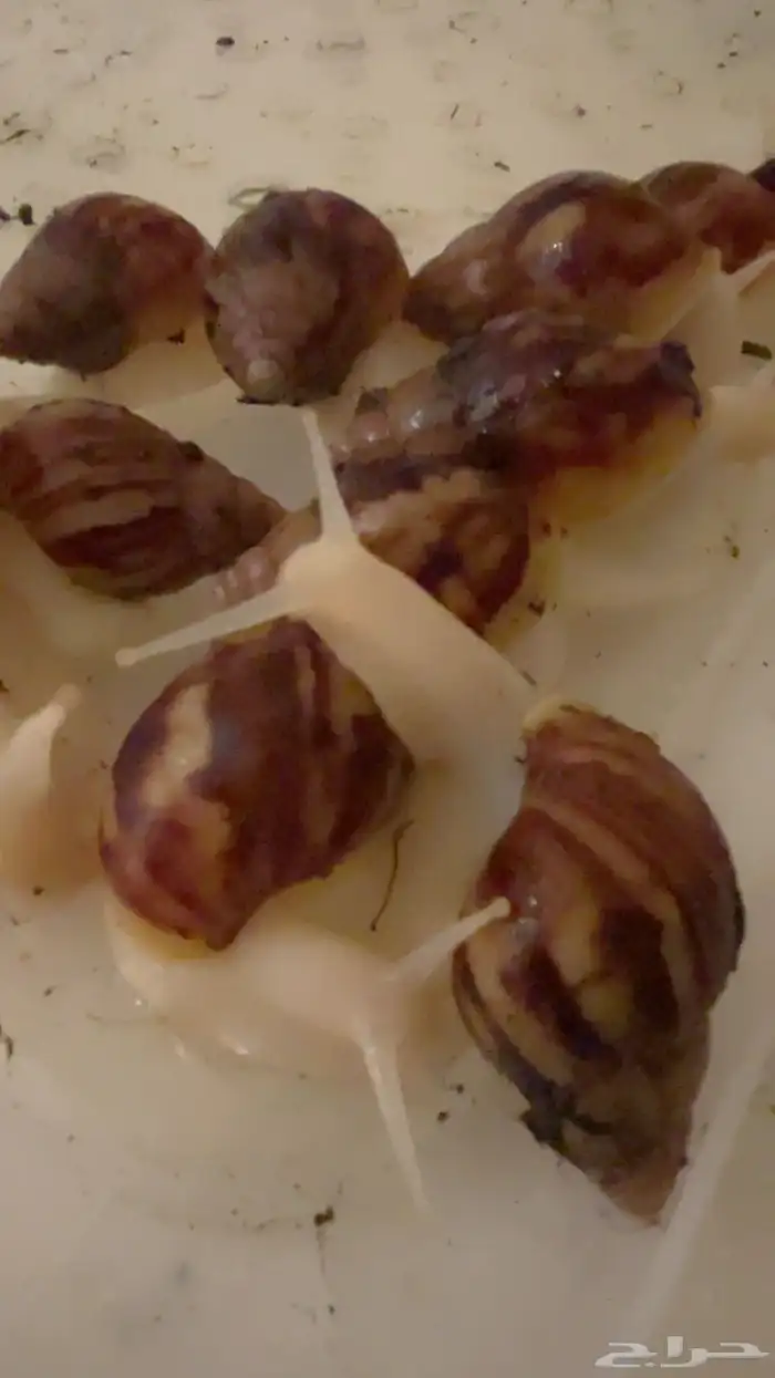 حلزون افريقي عملاق 2