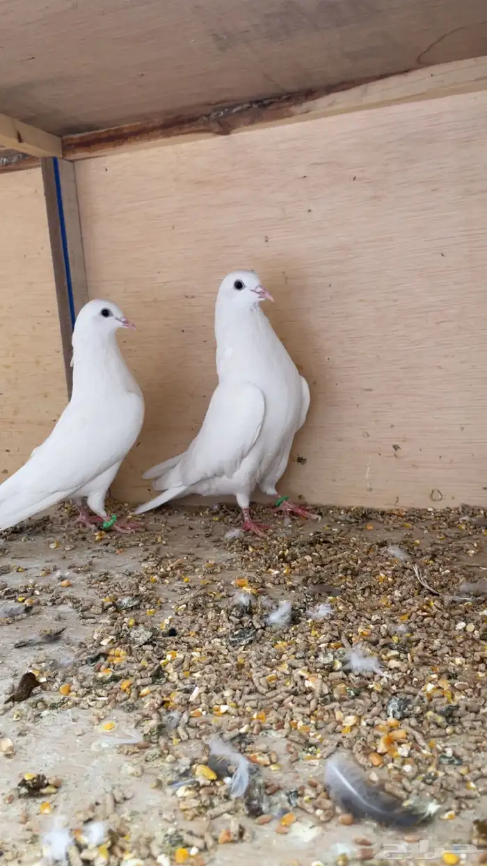 حمام باكستاني ساندرا 0