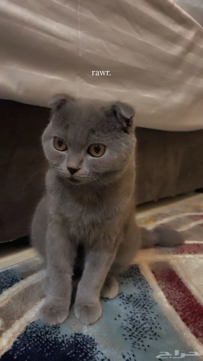 قط للبيع سكوتش فولد 0